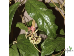 Hoya sp. MT 09