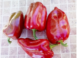 Перец сладкий Любова Ладонь (Ljubov Dlan)