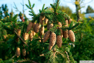 Ель обыкновенная Акрокона - Фото 6 - красовский-сад.рф