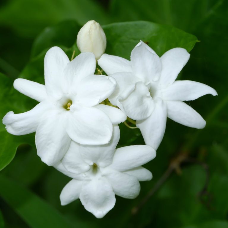 Jasminum sambac 1
