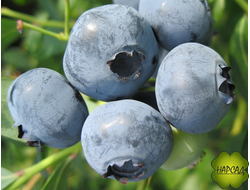 ГОЛУБИКА "СПАРТАН" (среднеспелая, высокорослая)