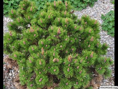 Сосна горная Петерле - Peterle