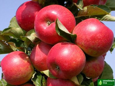 Яблоня "Жигулевское"