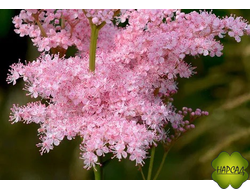 ЛАБАЗНИК (ТАВОЛГА) РОЗОВЫЙ