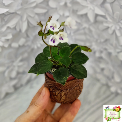 Deinostigma tamiana (Primulina tamiana (примулина тамиана))