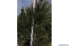 Кедр - фото 3 - питомник Красовский-Сад.рф