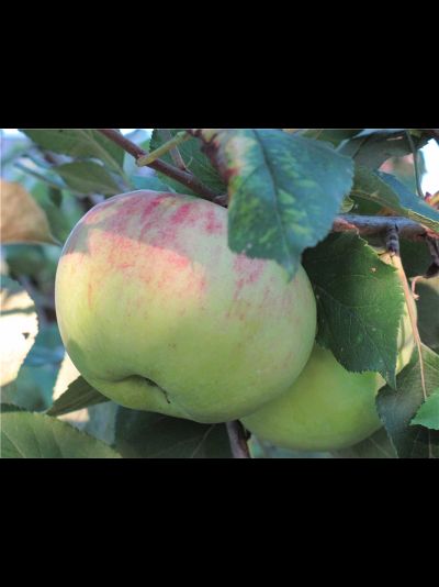 Татьянин день (яблоня)