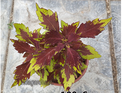 Колеус Serrano