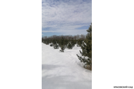 Кедр - фото 18 - питомник Красовский-Сад.рф