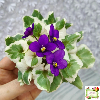 Milk’s Ten Cats (S.Fu) (05/31/2015) листовая химера