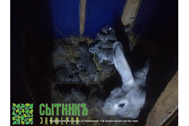 Натуральное мясо кролика с доставкой на дом