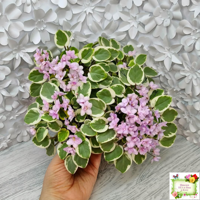 Жемчужный Восторг (Д. Глушакова) листовая химера (пасынок сорт посажен 20.10.25)