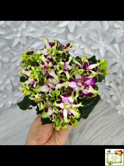 Лесной Царь (Кузина, Артемова) 2009 г. химера (стартер сорт)