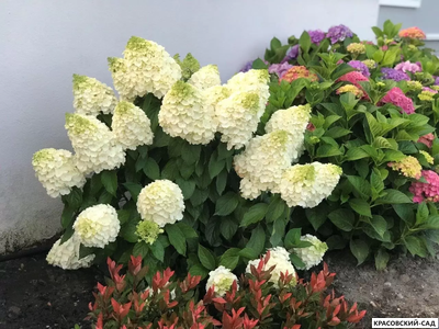 Гортензия Мэджикл Мунлайт - Magical Moonlight