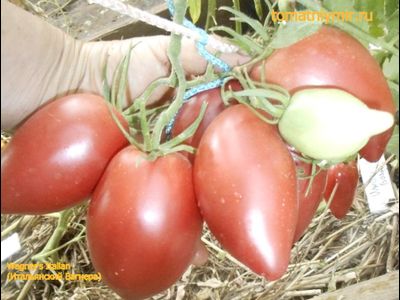 Томат Wagner's Italian (Итальянский Вагнера)