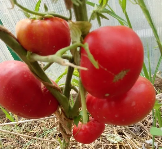Томат Любимые