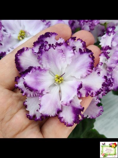 БР-Осирис (С. и Н. Буркацкие) 2022 г.