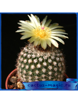 Notocactus rauschii