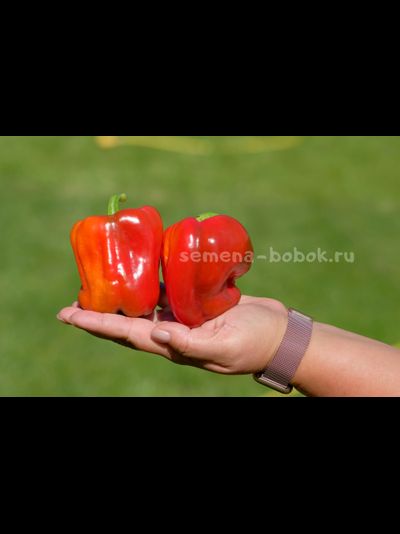 Перец сладкий Громозека БУФ, 10 шт