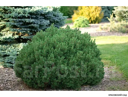 Сосна Мопс - Mops