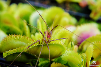 Dionaea muscipula Bristle tooth