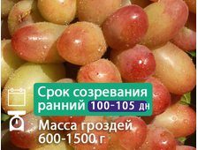 Роза ранняя