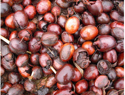 Карите масло (Ши) баттер раф. 50 мл (30 гр) Индия