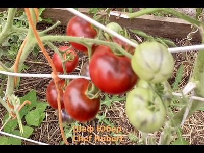 Томат Шеф Юбер (Chef Hubert)