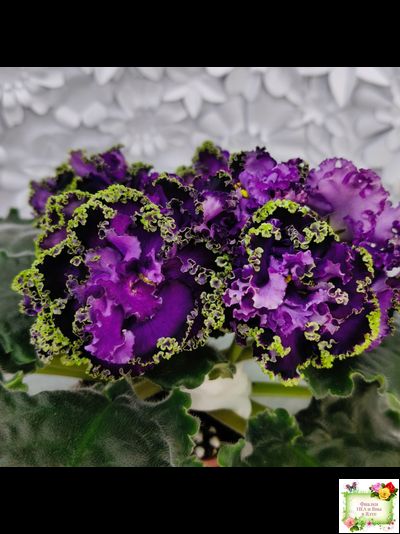 АВ-Гром и Молнии (Фиалковод) 2019 г.