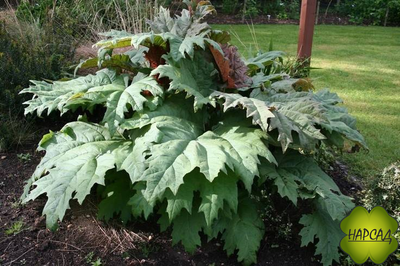 РЕВЕНЬ ТАНГУТСКИЙ