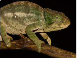 Calumma ambreense(Calumma ambreense)