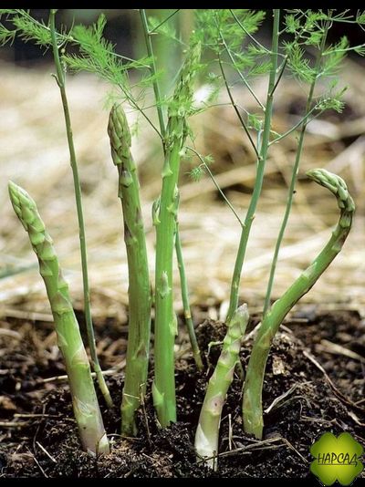 СПАРЖА (АСПАРАГУС) "ЦАРСКАЯ" (съедобная и красивая)