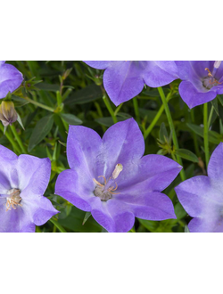 Колокольчик гибридный Карибо Эрли Блу