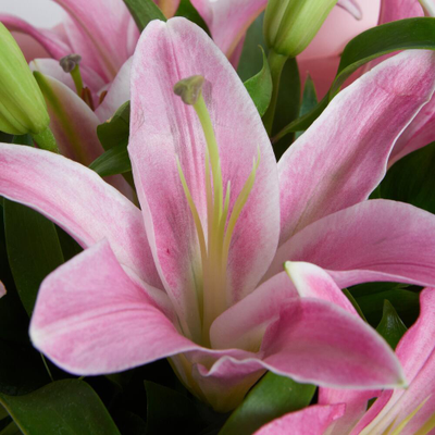 5 розовых лилий