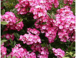 Моцарт (Mozart),  мускусные гибриды.