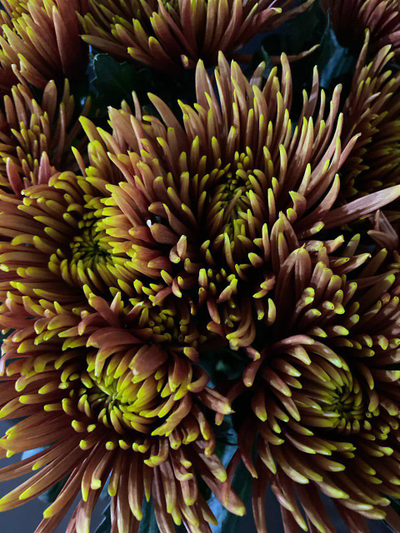 Хризантема одноголовая 9 шт