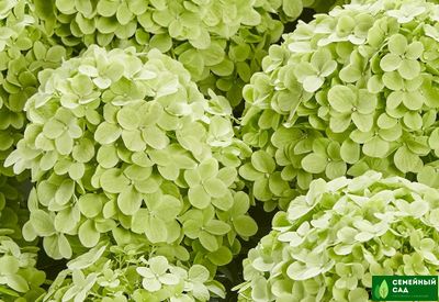 Гортензия метельчатая "Панчетта"