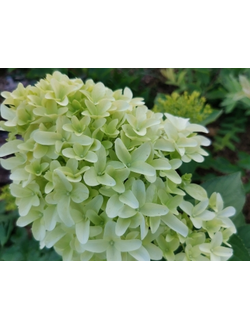 Гортензия Скайфолл (Skyfall)