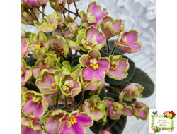 ЛЕ-Ярита (Е.Лебецкая) 2016 г.