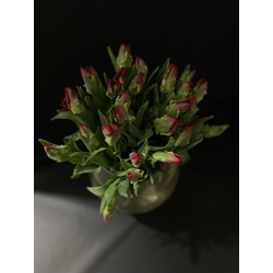 Тюльпаны  25 шт