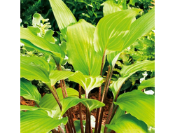 Хоста Гусберри Сандей (Hosta Goosberry Sundae)