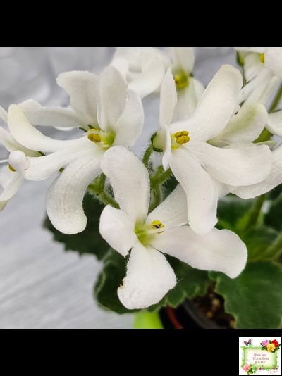 Lunar Lily white (Лунэ Лили уайт) (селекционер неизвестен)