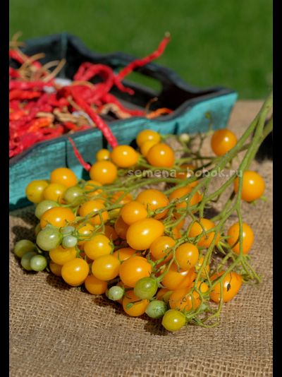 Томат Ildi (Ильди), 10 шт