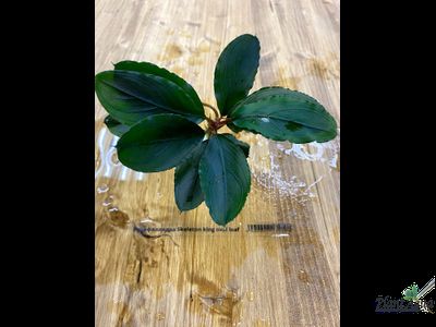 Буцефаландра Skeleton king oval leaf