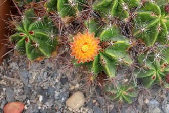 Ferocactus robustus - 5 семян