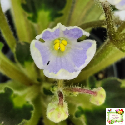 Vi-Лесная Нимфа (И.Виблая) 2021 г. (гёрл-листья)