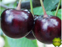 ДЮК черешня+вишня "Кормилица" (урожайная и вкусная) саженец 3 года