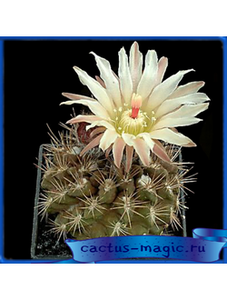 Neochilenia transitensis