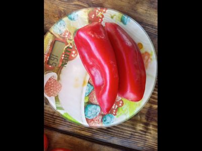 Перец сладкий Хорват