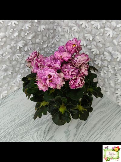 АВ-Шиповник (Фиалковод) 2021 г. (лист посажен 26.01.26)